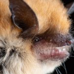 Rabid Bats More Common During Summer and Fall