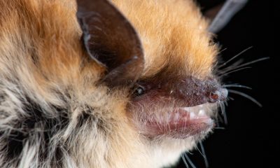Rabid Bats More Common During Summer and Fall