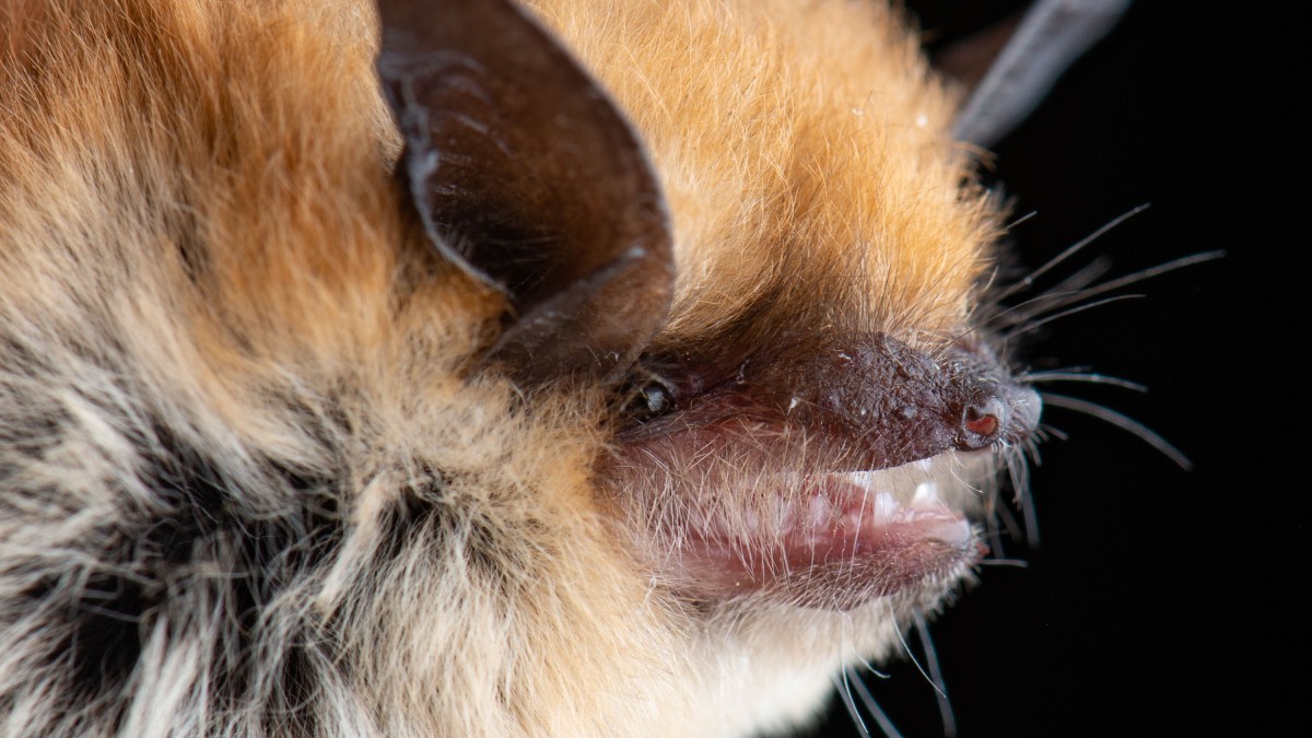 Rabid Bats More Common During Summer and Fall