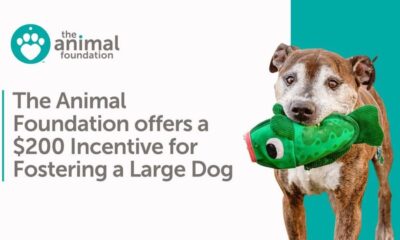 the_animal_foundation_foster_incentive