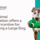 the_animal_foundation_foster_incentive