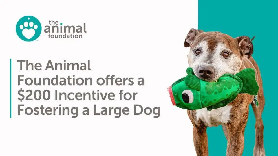 the_animal_foundation_foster_incentive